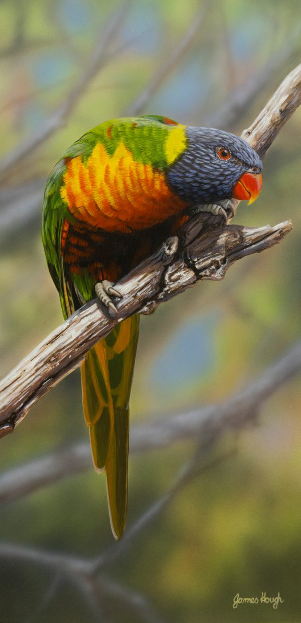 Eyeball Rainbow Lorikeet 20x42cms