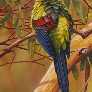 Feather Refit Regent Parrot 20x37cms