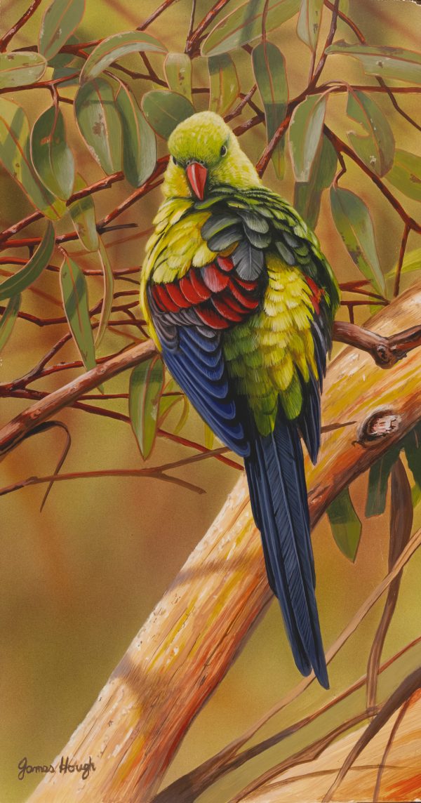 Feather Refit Regent Parrot 20x37cms