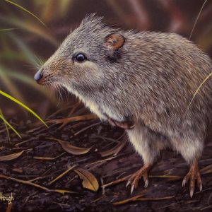 Solitary Survivor Long Nosed Potoroo 32x22cms