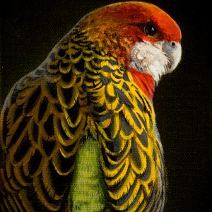 Morning Glow Eastern Rosella 18x13cms