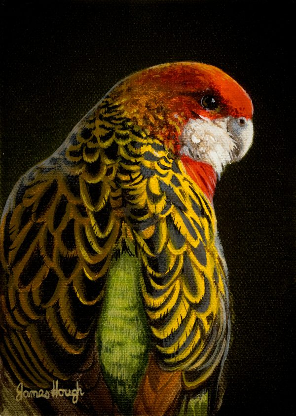 Morning Glow Eastern Rosella 18x13cms