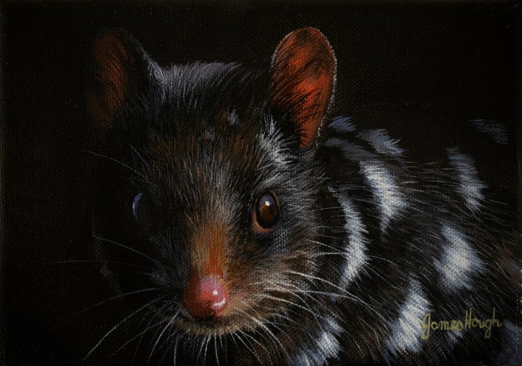 Out of the Night Eastern Quoll 18x13cms