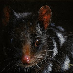 Out of the Night Eastern Quoll 18x13cms