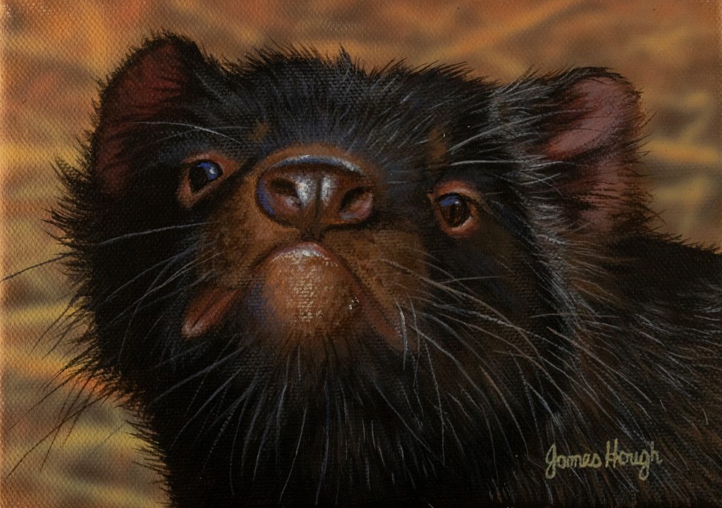 Inquisitive Tasmanian Devil 18x13cms