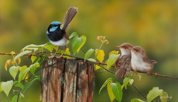 20-Family-Instruction-Superb-Wrens-46x27cms