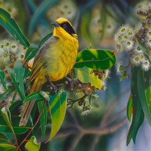 22-Following-the-Blossom-Yellow-Tufted-Honeyeater-45x31cms1