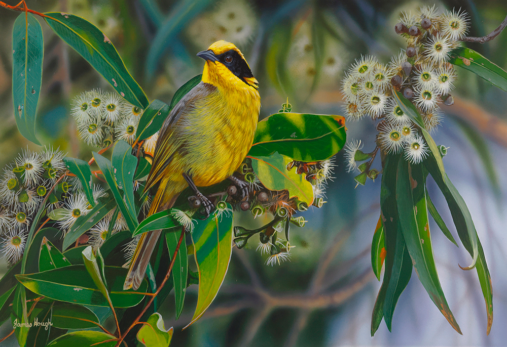 22-Following-the-Blossom-Yellow-Tufted-Honeyeater-45x31cms1