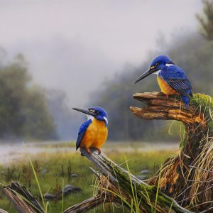 23-Kingfishers-Domain-Azure-Kingfisher-76x52cms1