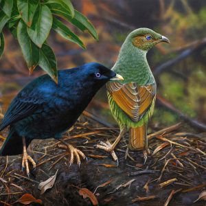 24-Satin-Couple-Satin-Bowerbird-61x46cms1