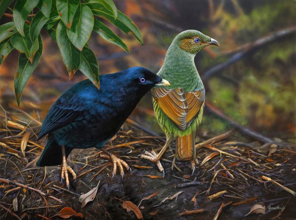 24-Satin-Couple-Satin-Bowerbird-61x46cms1