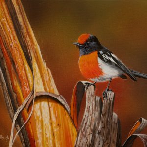 Mallee-Harmony-Red-Capped-Robin-31x24cms