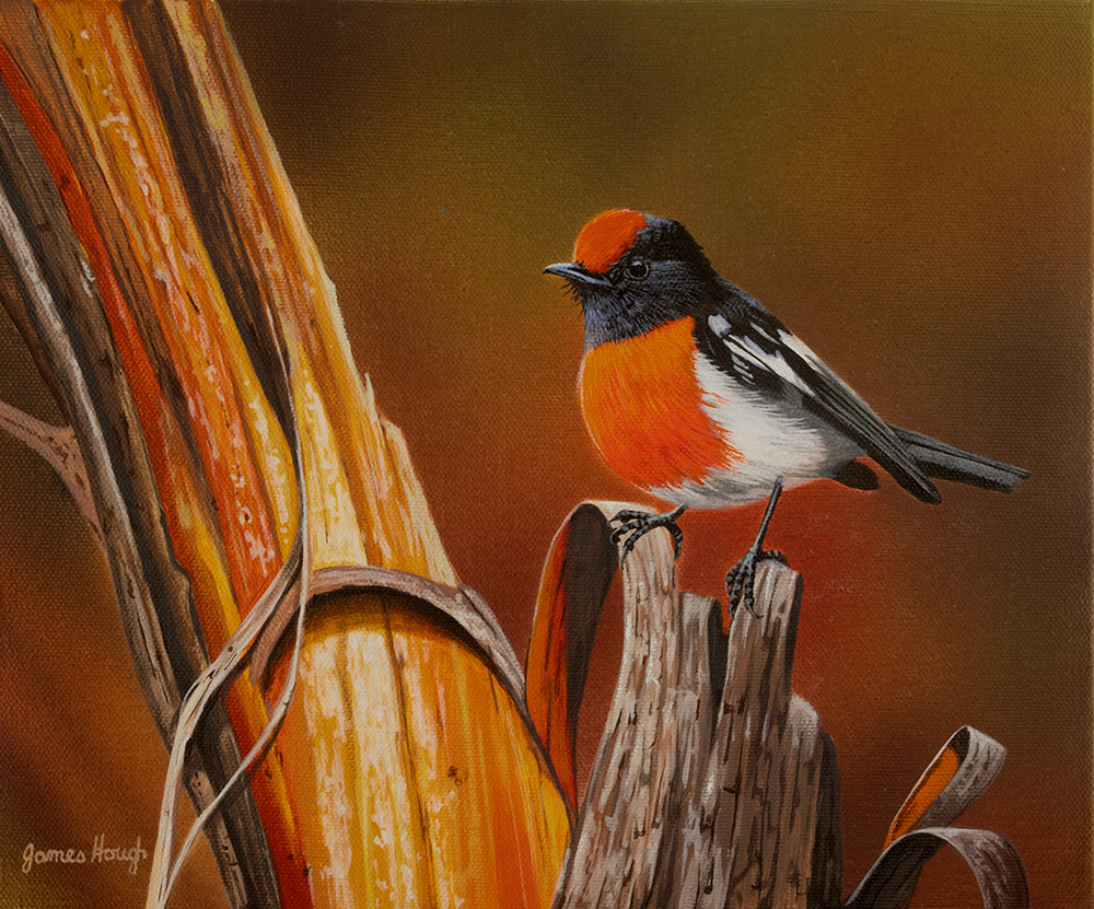 Mallee-Harmony-Red-Capped-Robin-31x24cms